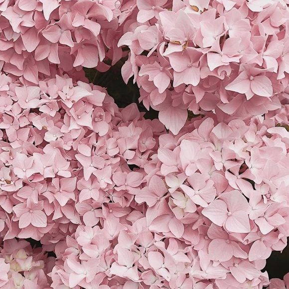 Meet your Posher, Maria - Picture 1 of 1